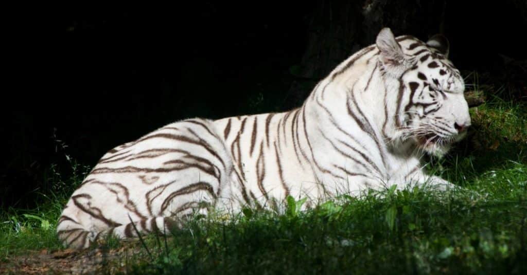 BIllet pour le zoo de Beauval