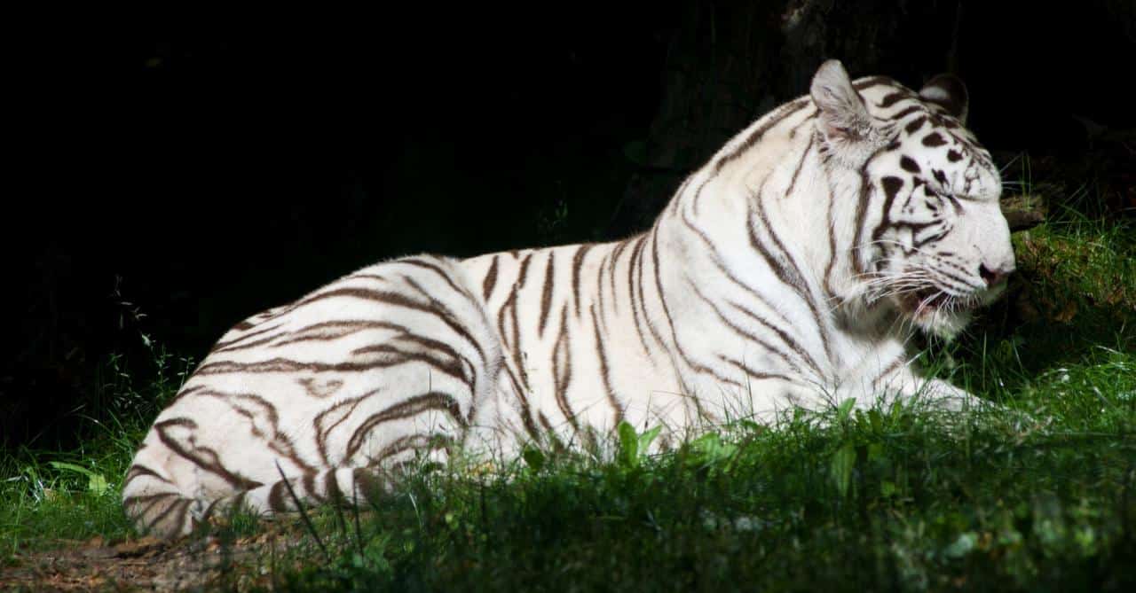 promo beauval