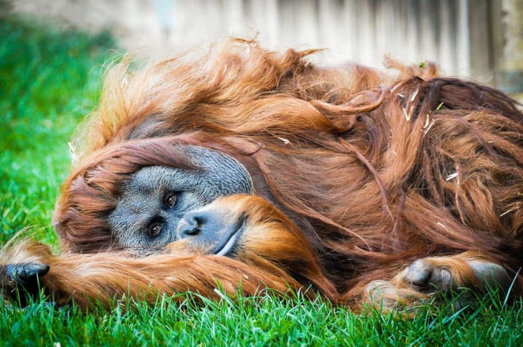 Billet pas cher pour le zoo d'Amnéville